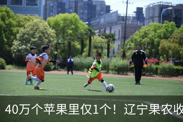 40万个苹果里仅1个！辽宁果农收获罕见“猪鼻苹果”